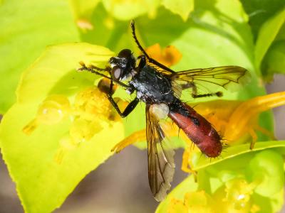 Cylindromyia bicolor (Olivier, 1812)