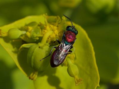 Guêpe-coucou Chrysididae Latreille, 1802