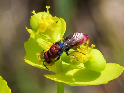 Guêpe-coucou Chrysididae Latreille, 1802