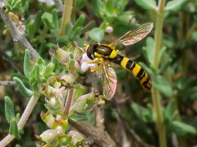  Sphaerophoria scripta (Linnaeus, 1758)
