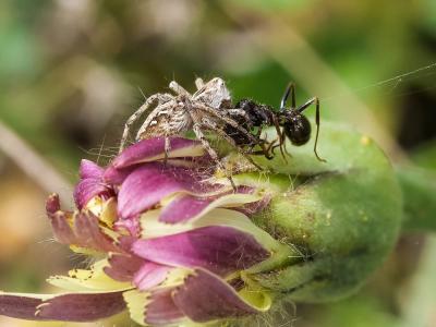 Araignée-lynx Oxyopes heterophthalmus (Latreille, 1804)