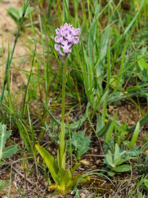 Orchis à trois dents, Orchis tridenté Neotinea tridentata (Scop.) R.M.Bateman, Pridgeon & M.W.Chase, 1997