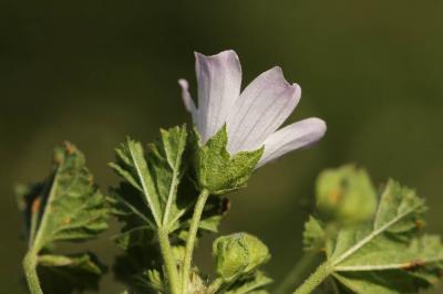Petite mauve Malva neglecta Wallr., 1824