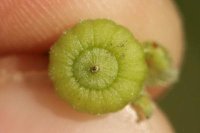 Petite mauve Malva neglecta Wallr., 1824