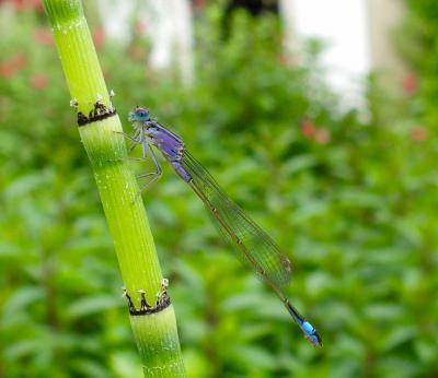 Agrion élégant Ischnura elegans (Vander Linden, 1820)