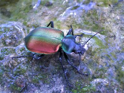 Grand calosome (Le) Calosoma sycophanta (Linnaeus, 1758)