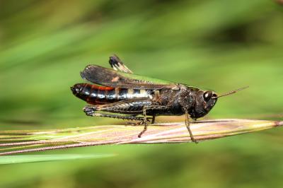 Criquet noir-ébène Omocestus rufipes (Zetterstedt, 1821)