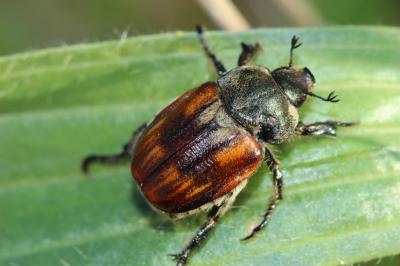  Anisoplia Schönherr, 1817
