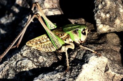 Dectique de Montpellier Decticus verrucivorus monspelliensis Rambur, 1838