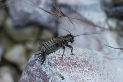 Grillon provençal Gryllus bimaculatus De Geer, 1773