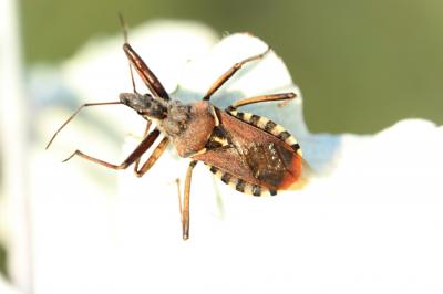 Rèduve à pattes rouges Rhynocoris erythropus (Linnaeus, 1767)