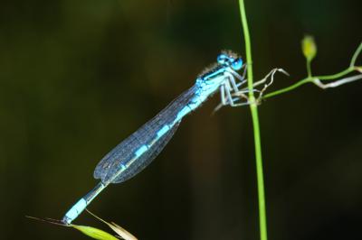 Agrion mignon (L') Coenagrion scitulum (Rambur, 1842)