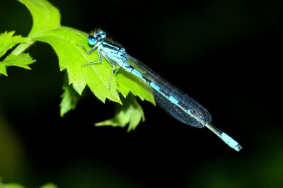 Agrion mignon (L') Coenagrion scitulum (Rambur, 1842)