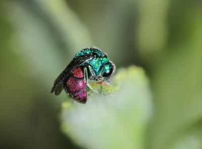 Guêpe coucou, Guêpe dorée Chrysis ignita (Linnaeus, 1758)