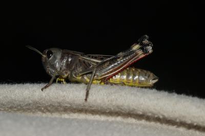  Arcyptera brevipennis (Brunner von Wattenwyl, 1861)