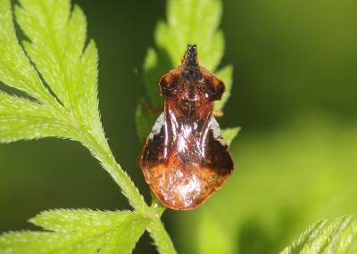 Punaise à pattes de crabe Phymata crassipes (Fabricius, 1775)