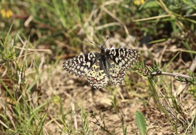 Proserpine (La), Thaïs écarlate (La), Proserpine d Zerynthia rumina (Linnaeus, 1758)