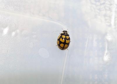  Oenopia lyncea lyncea (Olivier, 1808)