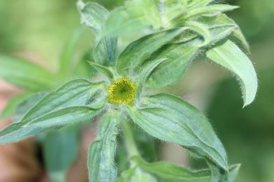 Pallénis épineux Pallenis spinosa (L.) Cass., 1825