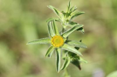Pallénis épineux Pallenis spinosa (L.) Cass., 1825