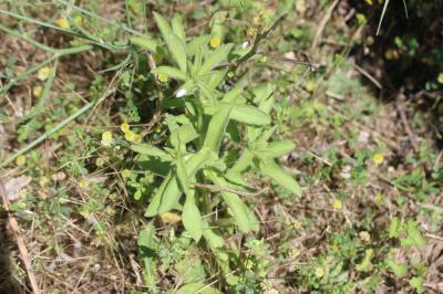 Pallénis épineux Pallenis spinosa (L.) Cass., 1825
