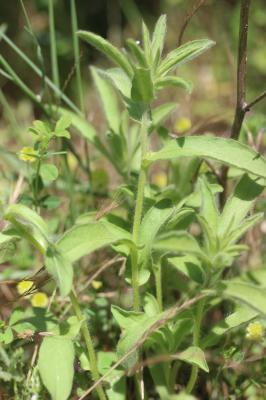 Pallénis épineux Pallenis spinosa (L.) Cass., 1825