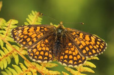 Mélitée du Mélampyre (La), Damier Athalie (Le) Melitaea athalia (Rottemburg, 1775)
