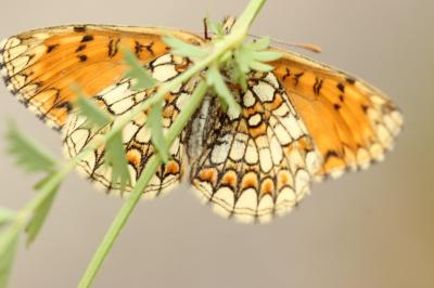 Mélitée du Mélampyre (La), Damier Athalie (Le) Melitaea athalia (Rottemburg, 1775)