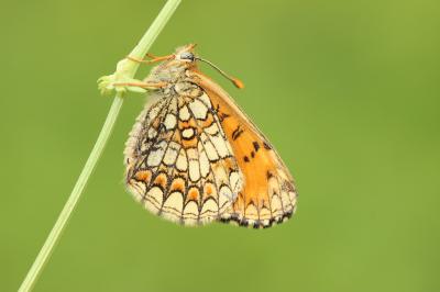 Mélitée du Mélampyre (La), Damier Athalie (Le) Melitaea athalia (Rottemburg, 1775)