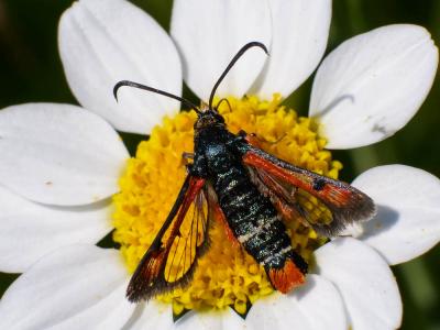Sésie de l'Oseille (La) Pyropteron chrysidiforme (Esper, 1782)