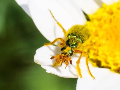  Cerocoma schaefferi (Linnaeus, 1758)