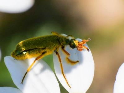  Cerocoma schaefferi (Linnaeus, 1758)