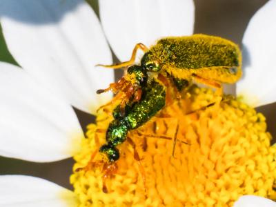  Cerocoma schaefferi (Linnaeus, 1758)