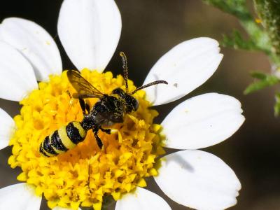  Cerceris rybyensis (Linnaeus, 1771)