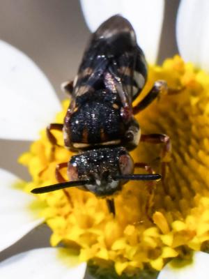  Epeolus Latreille, 1802