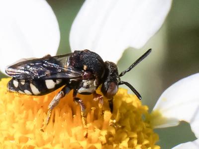  Epeolus Latreille, 1802