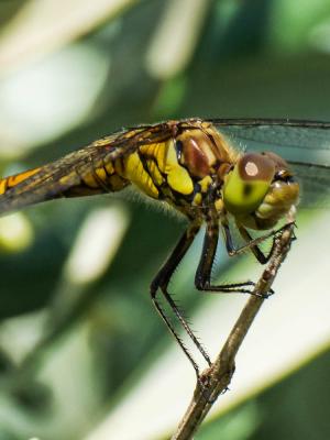 Sympétrum fascié (Le) Sympetrum striolatum (Charpentier, 1840)