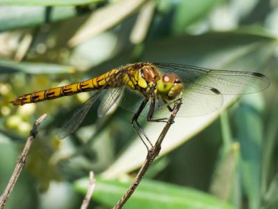 Sympétrum fascié (Le) Sympetrum striolatum (Charpentier, 1840)