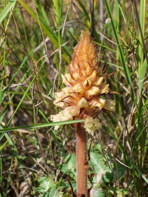 Orobanche violette, Orobanche du Panicaut Orobanche amethystea Thuill., 1799