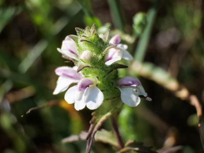 Bellardie, Bartsie trixago, Bellardie Germandrée Bartsia trixago L., 1753