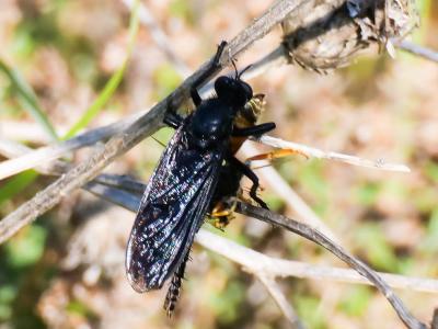  Asilidae Latreille, 1802