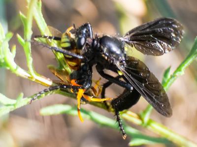  Asilidae Latreille, 1802