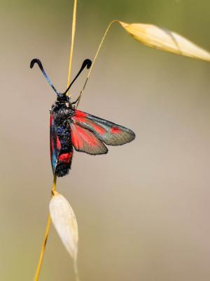 Zygène du Panicaut (La) Zygaena sarpedon (Hübner, 1790)