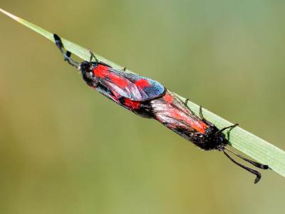 Zygène du Panicaut (La) Zygaena sarpedon (Hübner, 1790)