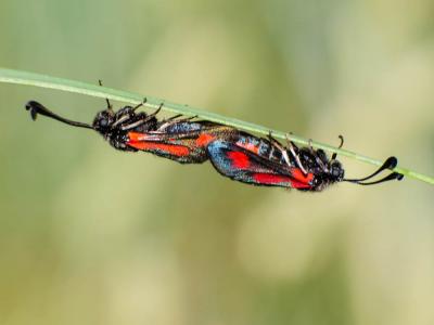 Zygène du Panicaut (La) Zygaena sarpedon (Hübner, 1790)