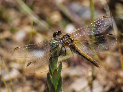 Sympétrum de Fonscolombe (Le) Sympetrum fonscolombii (Selys, 1840)