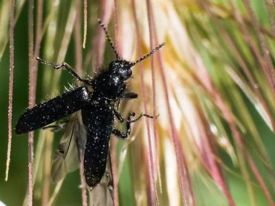 Enicopus pilosus Enicopus pilosus (Scopoli, 1763)