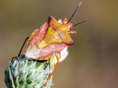  Carpocoris mediterraneus atlanticus Tamanini, 1959