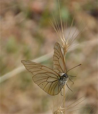 Gazé (Le), Piéride de l'Aubépine (La), Piéride gaz Aporia crataegi (Linnaeus, 1758)