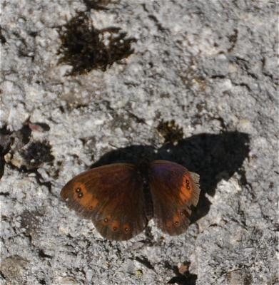 Moiré des Fétuques (Le) Erebia meolans (Prunner, 1798)